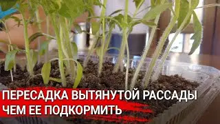 Transplanting Elongated Seedlings / How to Feed Them