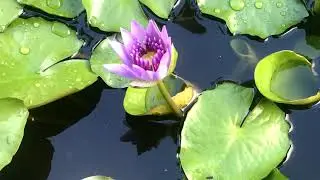 Gate of Heaven Flower (Blue Lotus Lily) Opening