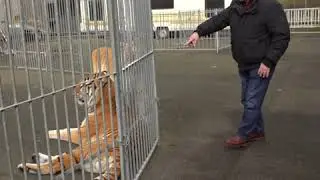 Interview de Mario Masson, dresseur de cirque, 2ème partie #CirquesSansAnimaux #10TigresDans1Camion