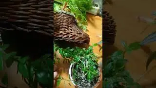 Мода , тренды на растения ! А что вы об этом думаете ?