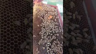 Apis mellifera in Thailand