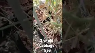 2 yr old Cabbage Tree