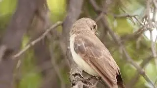 Marico Flycatcher in Africa