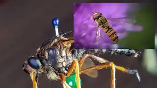 Moscas, D&iacute;pteros... Los genios del vuelo.