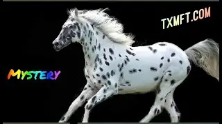 Ulrich Mystery Print - Registered Leopard Appaloosa Stallion located in Texas
