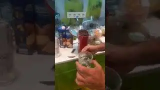 Sambuca with coffee beans