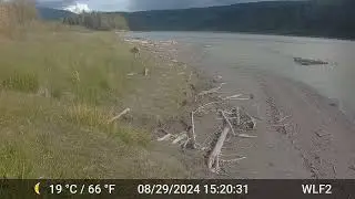 Wolf with Broken leg