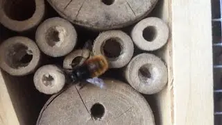Mauerbienen (Rote & Gehörnte)
