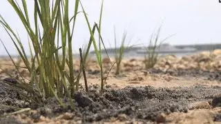 Marine Minute Monday, Coastal plants