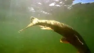 Musky eating a rock bass