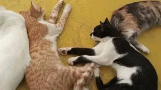 Cats sleeping peacefully