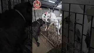 Deonar Bakra Mandi Aggressive Bakre. #shorts  #viral&nbsp; #trending #goats #kotabakra #goatfight