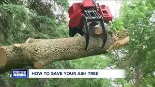 Ash tree choices - save or cut down?
