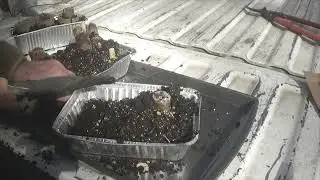transplant sugar cane