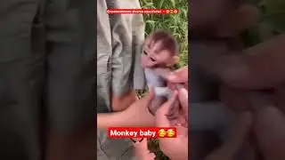 An animal's eyes have the power to speak a great language/ Mono beb&eacute; #animals #babymonkey