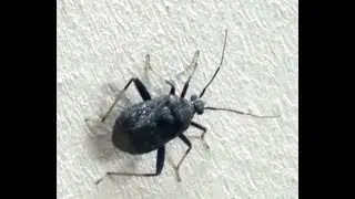 Mirid Bug