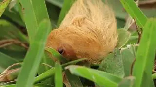 Trumpapillar - A Flannel Moth caterpillar Megalopygidae opercularis