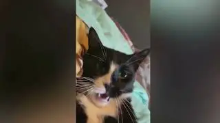 The Bark Side Of Meow Funny Cats Edition 