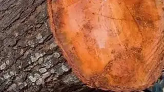 在锯木厂锯割一根纹理优美且致密的桃花心木