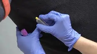 Equine - Collect an EDTA blood sample