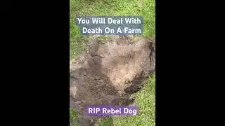 Dealing With Death On My Farm.RIP To My Loyal Farm Dog Rebel! #farmlife #australiancattledog #rip