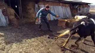 Real Farm Life Compilation | Feeding Cows, Pigs & Daily Rural Work