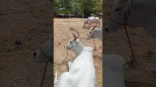 world famouse cattle market alias pollachi mattu santhai cows sales place and rest.tuesday and thurs