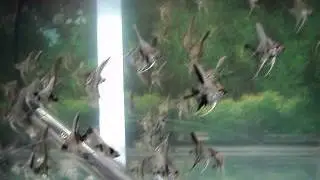 MOV01889