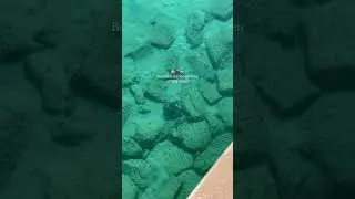 Ayla Aqaba Marine Life 🌊🐡🐠#aylamarinavillage #marinelife #aylaoasis