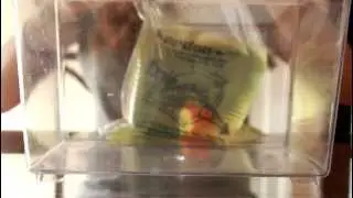 Unboxing my East Coast Ranchu