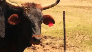 Formulating the least cost feeding strategy
