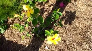 Hibiscus - Mallow Family - Malvaceae