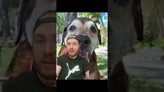 Myths about dogs that you still believe #shorts