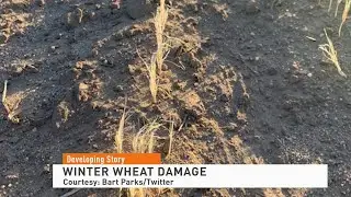 Wheat Damage 122021