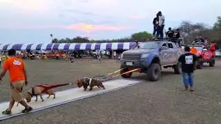 Pitbull Wight Pulling 2 Off Road