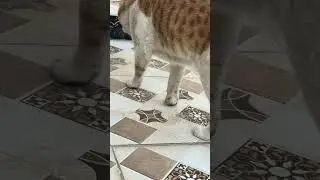 #العراق #shorts #instagram #snapchat #cat #cutecat #cute #comedy #cricket #cutebaby #cartoon #video