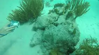 FROM THE ABYSS: #028 - The Flowery Flounder | INSANE Camouflage