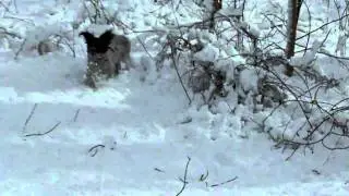 Eating snow