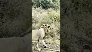 Lion🦁 #lion #wildtv #wildlife #animals #safari