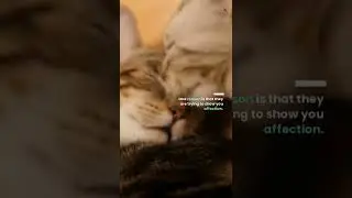 Why Does My Cat Lick My Face? #shorts