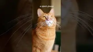 The Milk Mustache #cute #funny #animal #cat #shorts