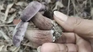 Searching mushrooms.🍄🍄😊