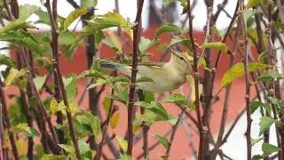 Common Chiffchaff, Lu&igrave; piccolo (Phylloscopus collybita)