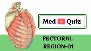 Pectoral region -01/upperlimb-01/Anatomy Quiz/medical questions and answers/Mbbs quiz/Med Quiz