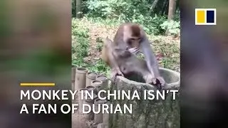 Monkey in China isn&rsquo;t a fan of durian