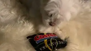 Rat Hates Costco