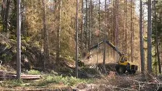 ECO Log 590