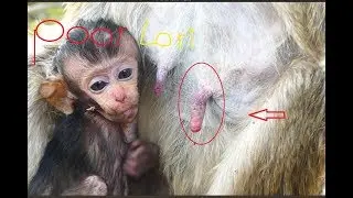 So pity Lori, Why mom no milk for tiny Lori? It is very pity for Lori, It is so thin and pale one