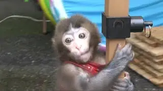 さる軍団にやって来たセンタロウ 初めてのお散歩の日