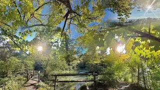 Dr. Arnd Stein - 90 min. Entspannung im Wald - Herbstbeginn